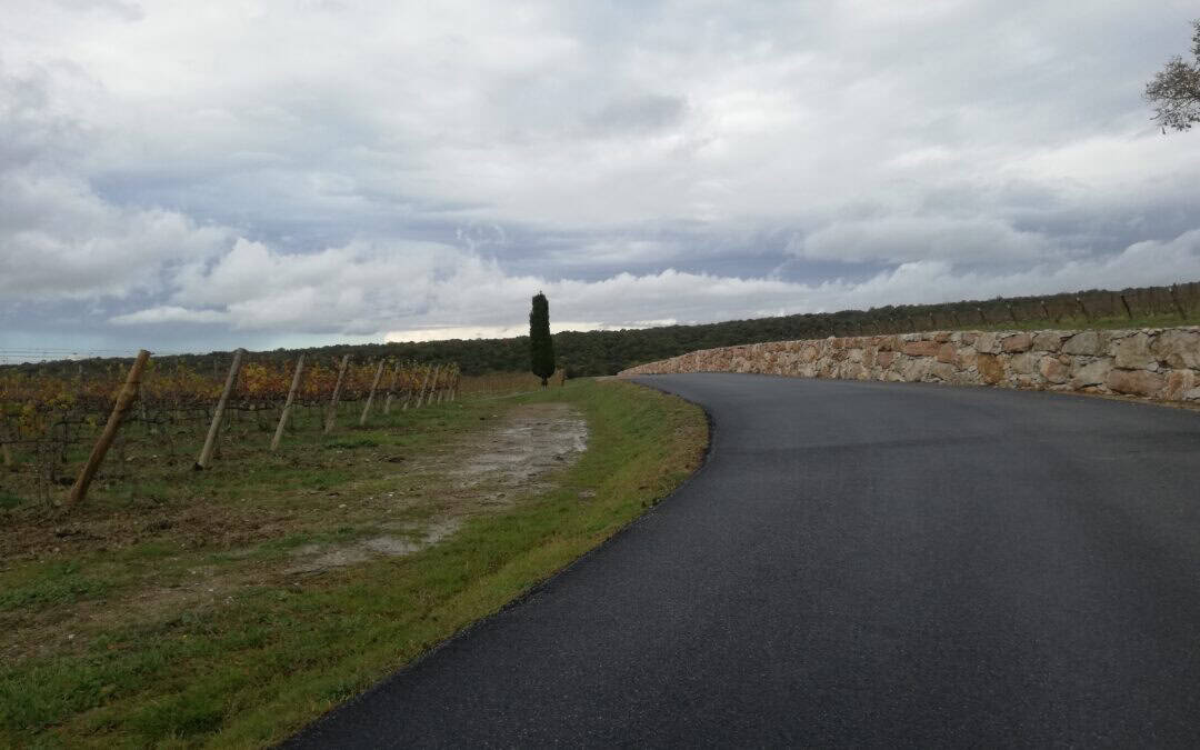 Strada di accesso alla tenuta Ornellaia tra vigneti e cipressi nel paesaggio di Bolgheri